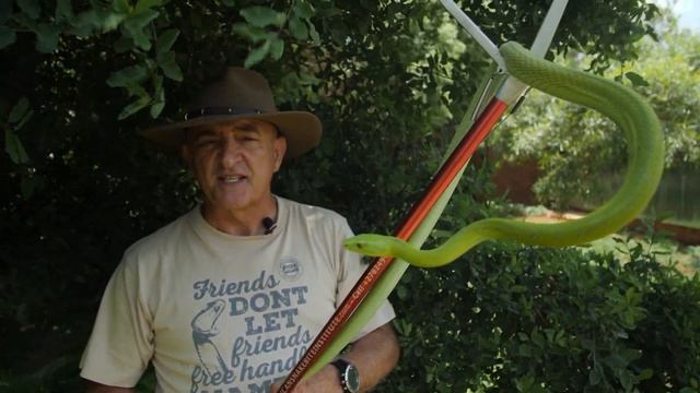 The Deadly Dozen - Green Mamba (Dendroaspis angusticeps)