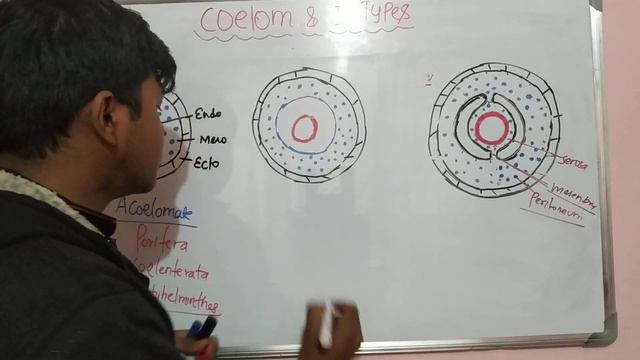 Coelom formation and types of coelom