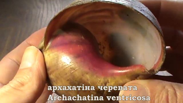 Архахатіни