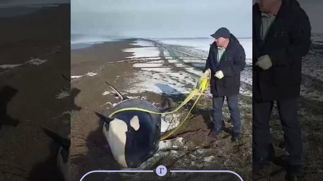 Saving a killer whale