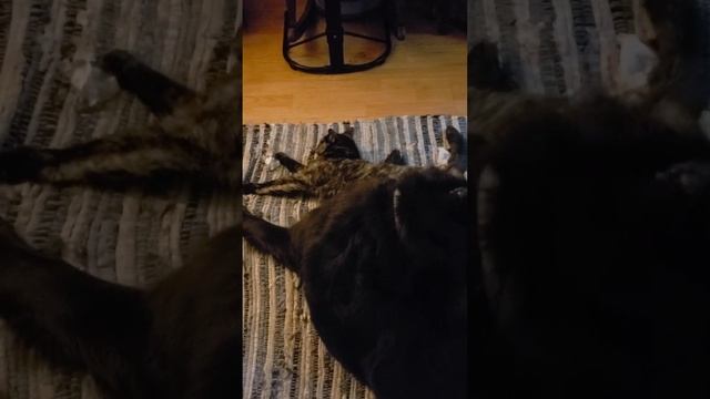 Donna cerebella hyperplasia cat and eyota