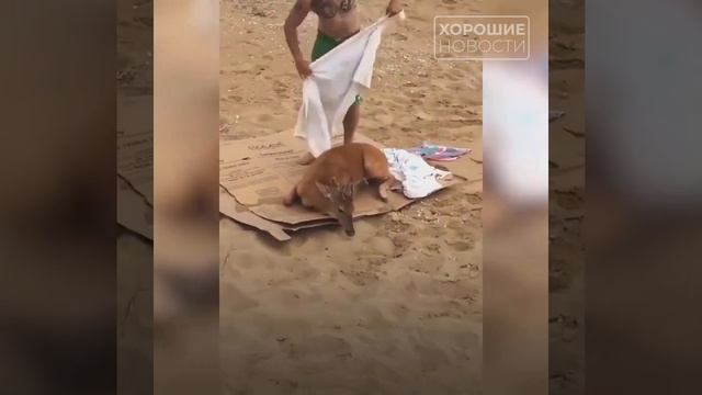 В пригороде Владивостока местные жители спасли плывшего по морю оленя