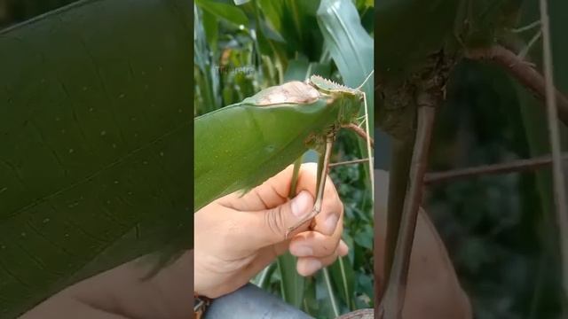 These are the sounds made by a Giant long-legged grasshopper (Giant Malaysian Katydid)