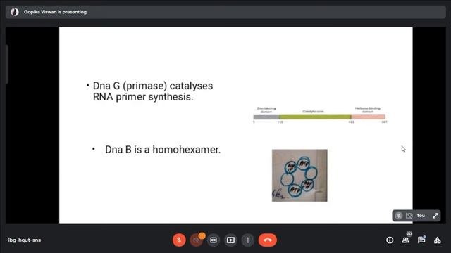MOLECULAR BIOLOGY DNA REPLICATION IN PROKARYOTES