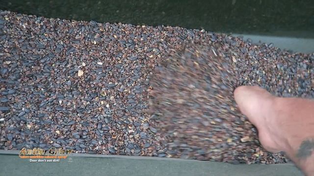 Buckwheat Food Plots For Deer - Helps To Build Organic Matter EP 6