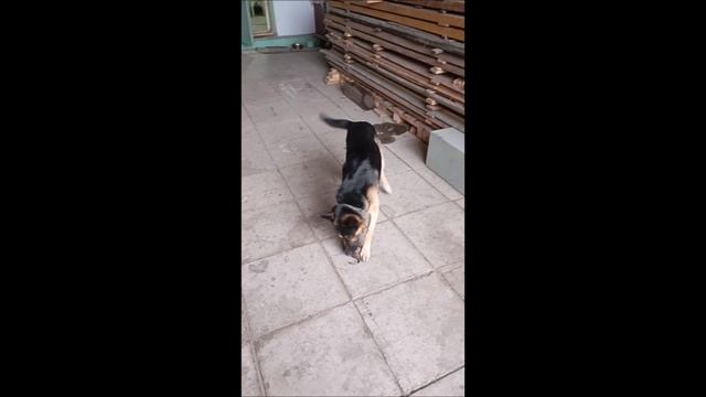 #Пёс #Собака #Овчарка #Том