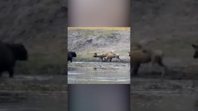 Гиеновидные собаки напали на буйвола.