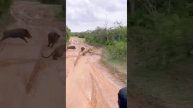 Where is the food chain 🐗🐆😂😂