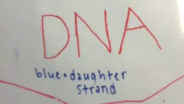 DNA Stop Motion Video : Replication