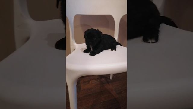 lv_0_20241114214859.mp4