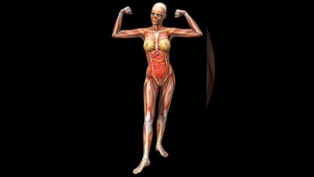 #humananatomymadesimple #female #tranding #short
