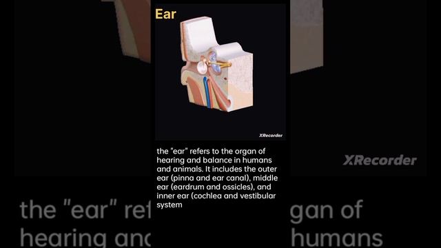 The ear structure || #hearing #organs #shorts_video #viral #trending