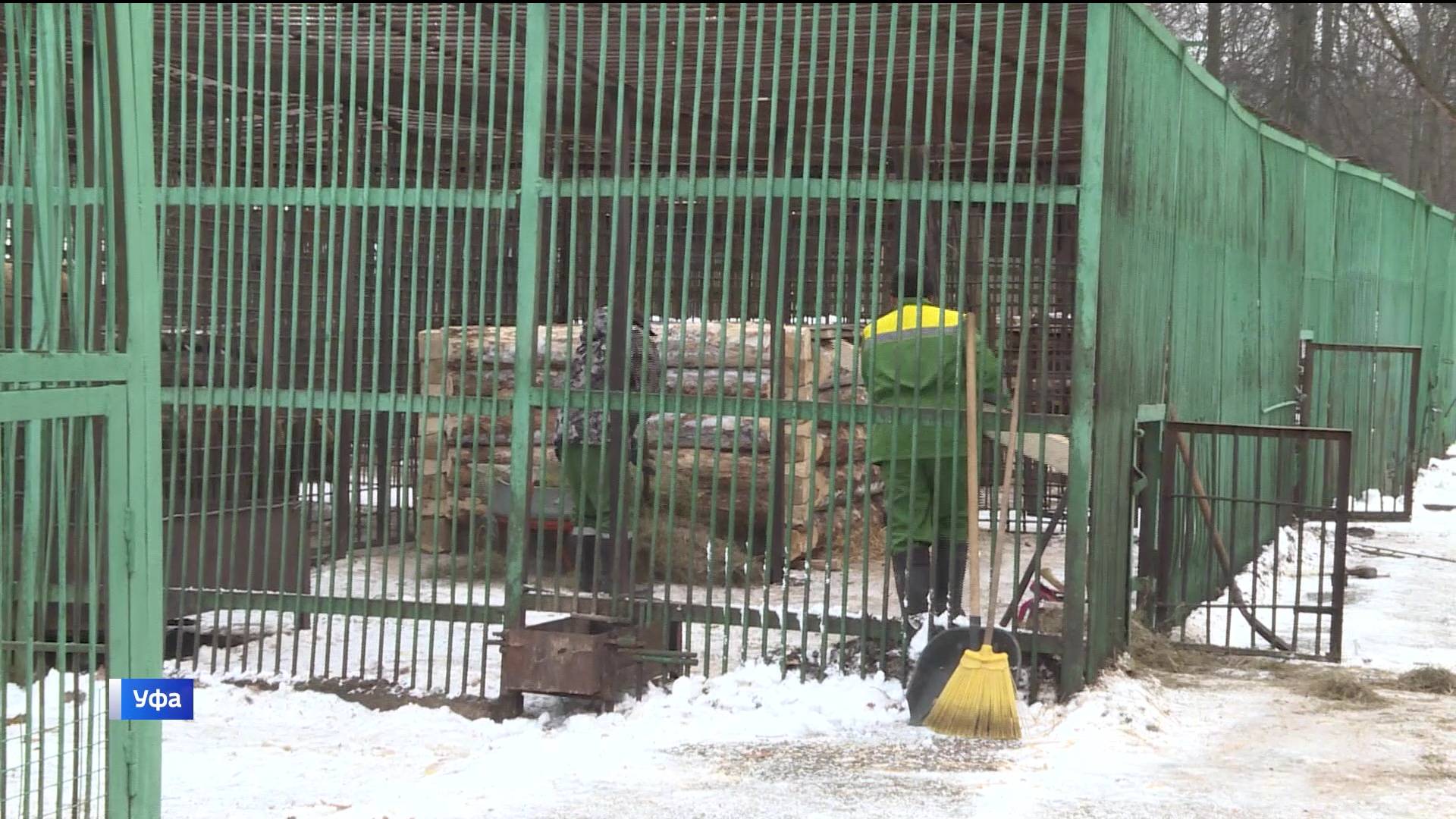 В Уфе в парке Лесоводов построят шесть новых берлог для медведей