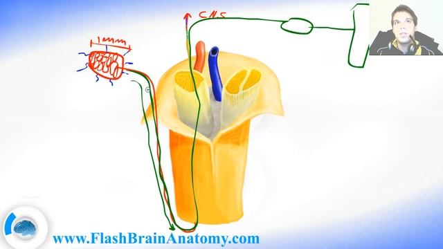 Somatosensory Function Merkel Cells And Receptors