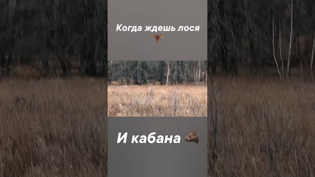 Когда ждешь лося