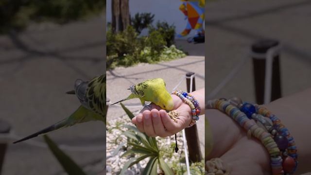 #bird #feeding #short #videos #viral