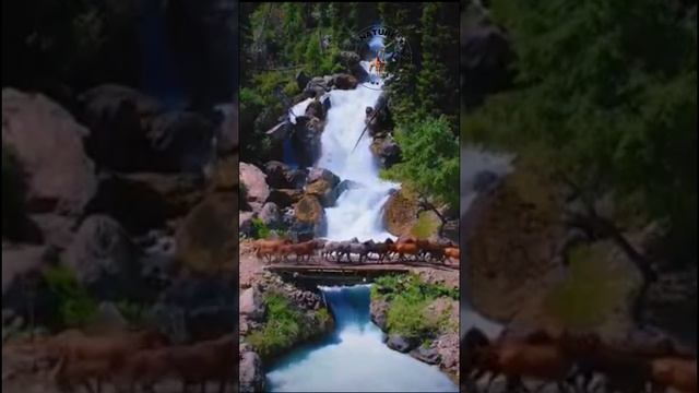 Nature on the Road | Natural beauty of horses |wildlife