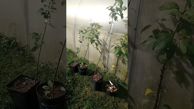 чуть не загубил саженцы