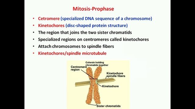 Cell Cycle & Cell Division-Mitosis (Part:1)