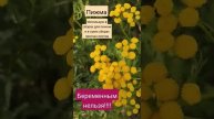 пижма