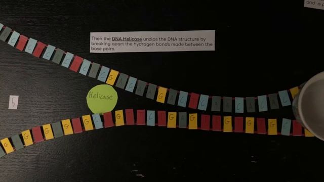 Bio DNA replication