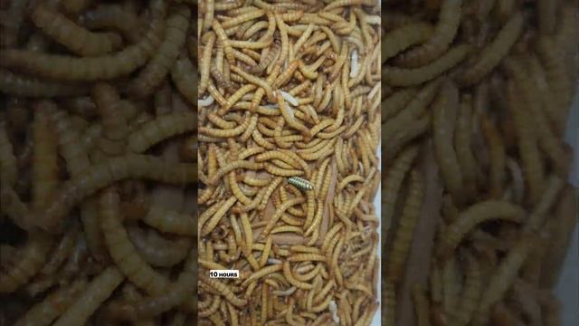 10 000 Mealworms vs CHOCOLATE