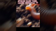 CACING BERNAFAS MENGGUNAKAN KULITNYA