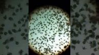 Copepod nauplii and copepodites ###Ak