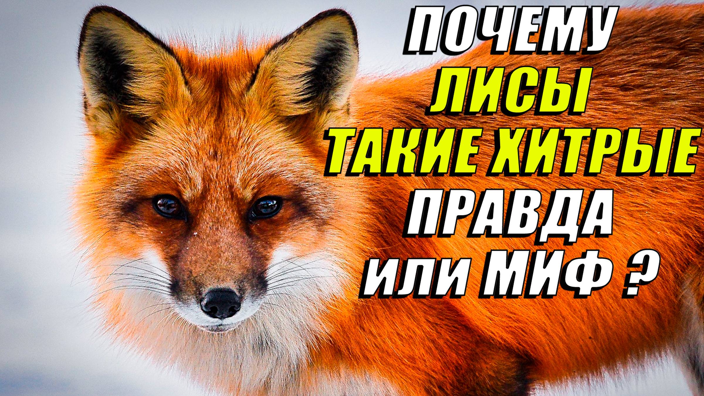 Почему лисы такие хитрые? Правда ли это или миф?