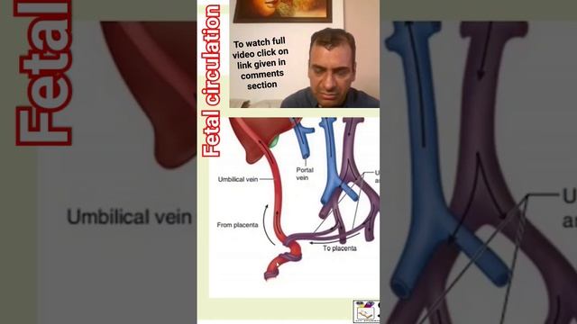 fetal circulation