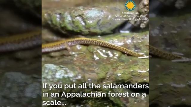Did You Know: Salamanders are the Most Abundant Vertebrate Predators in Appalachian Forests?