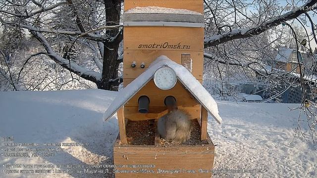 Белочка успевает завтракать и птичек отгонять #Омск Russia, Siberia