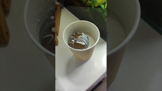 обзор на шоколадную бомбу