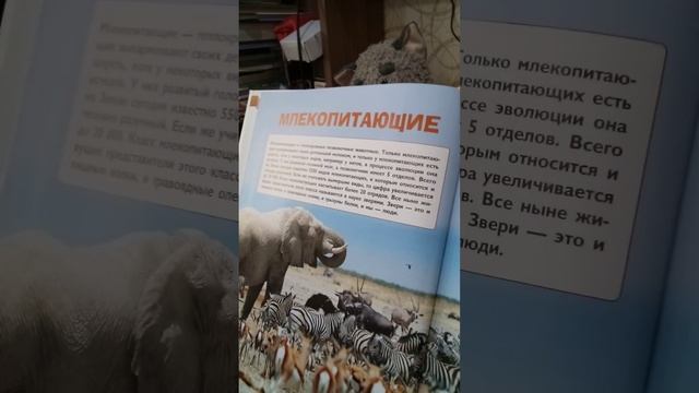 энциклопедия о животных для детей , начало