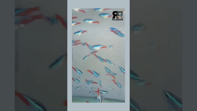 Neon Tetra Schooling Fish || Neon Tetra care || 350 Neon Tetra