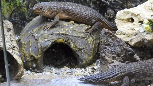 сцинк Эгерния Стокса, Egernia stokesii