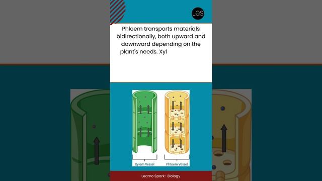 Difference Between Phloem and Xylem Tissue Class 10 Biology | Life Processes