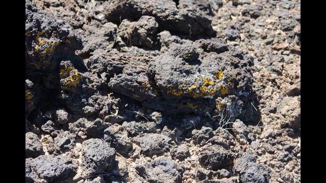 lichens as pioneer species in forming soil