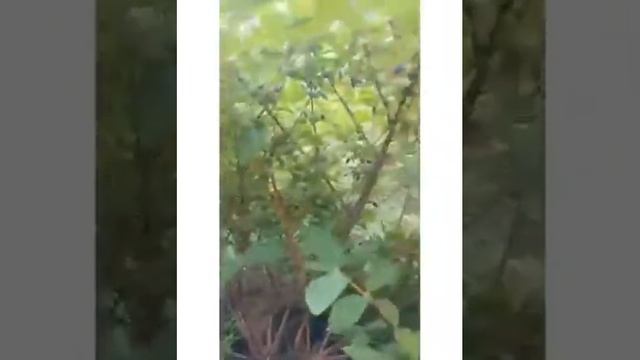 Жимолость