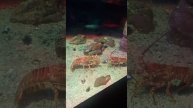 Winner Winner Lobster dinner - Straight up lobster intimidation #trending #animals #nature #ocean