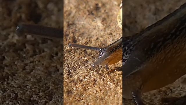 #snail#snailfarming#amazimgiceeating#animals