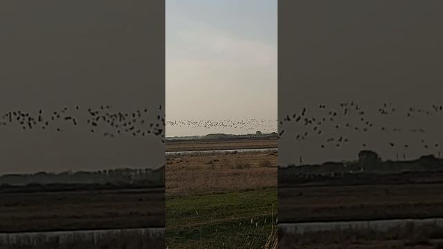 гусиный эльдорадо в Казахстане