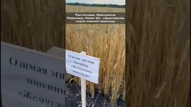Растислава, Жемчужина Поволжья и Калач 60  - саратовские сорта озимой пшеницы