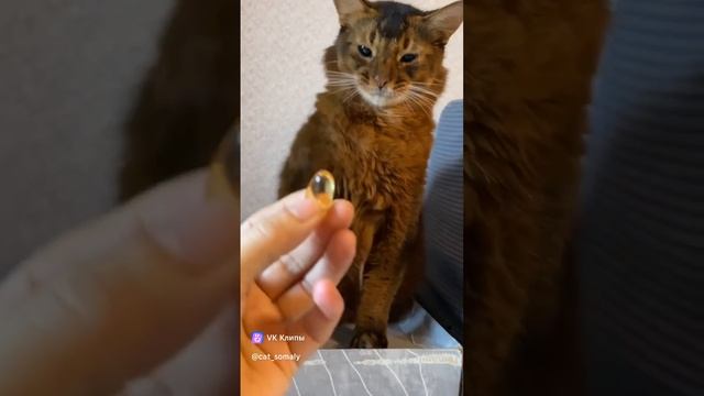 Че это? Рыбий жир?? Спасибо, не надо.