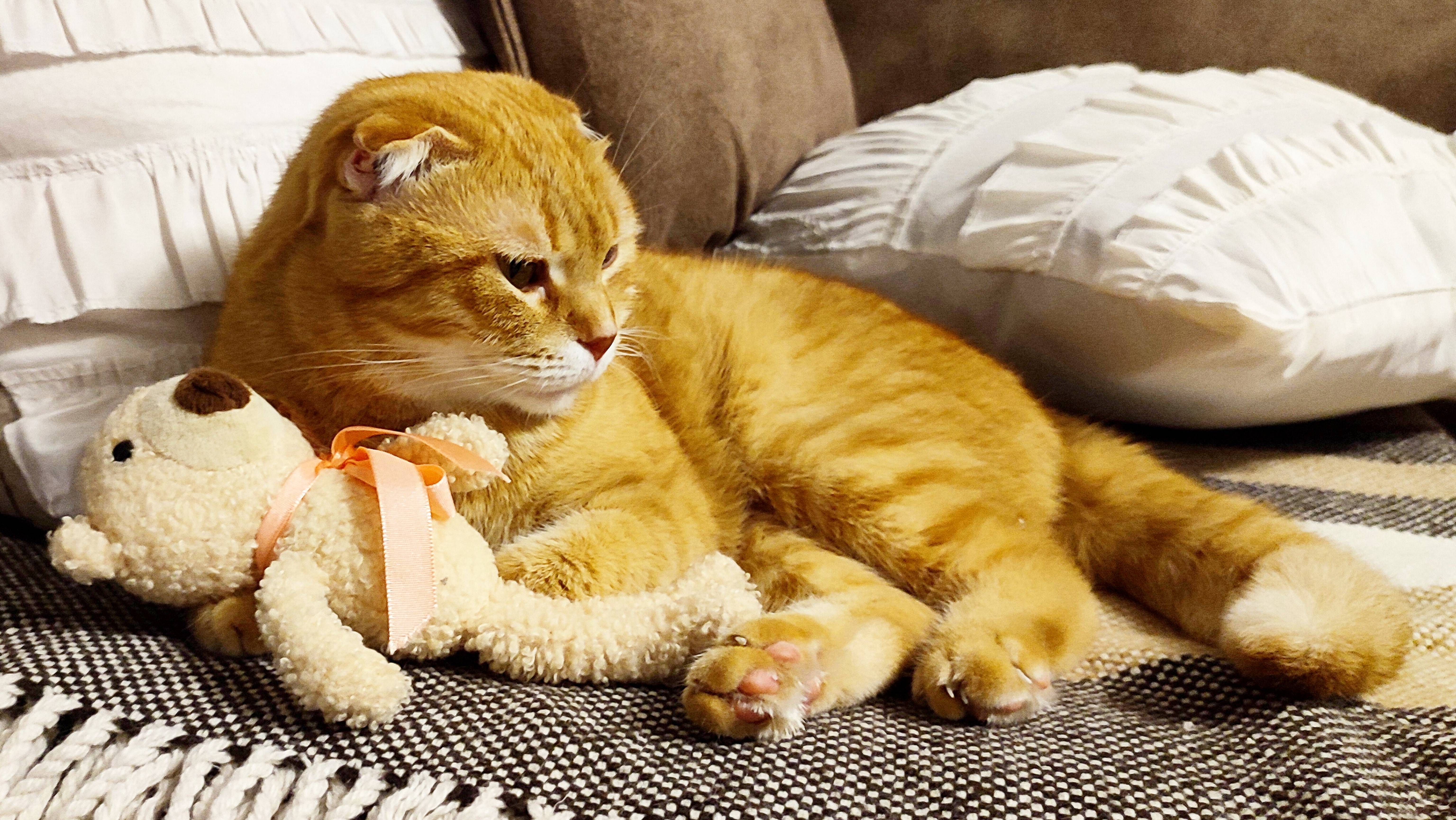 Кошке Тиме и котам Стёпе и Мише понравилась игрушка для детей