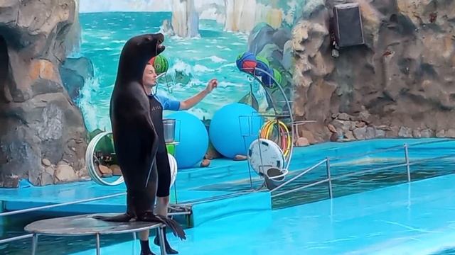 Морская львица Ёлка🐬 Дельфинарий   "NEMO" г. Харьков💞 2 часть