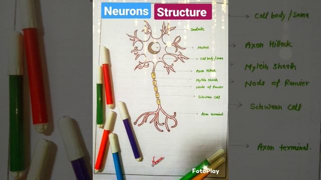 neuron structure neuron digram neuron #neuron #virendrabind