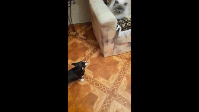 Буня отбивается от Пули. Чихуахуа Пулька и шотландская кошка Буня.21.02.2022.
