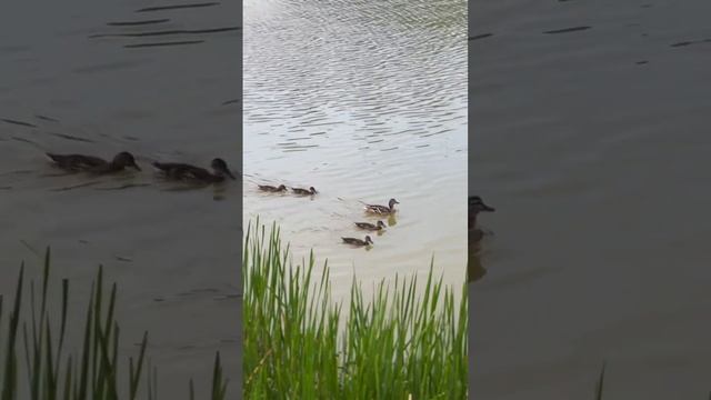 Усадьба Гребнево