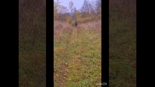 Осенний лес и конь